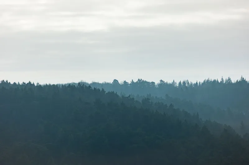 Misty Forest, Meet Misty Forest: The Strange Coincidence of America's Most-Downloaded Wallpapers